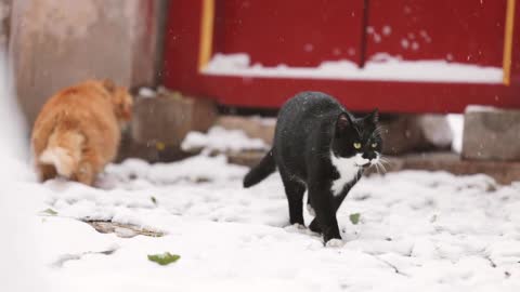 A black cat was wandering in the snow