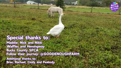 Hemingway The Guard Goose Won't Let Anyone Come Near His Horse | Animal Videos For Kids | Dodo Kids