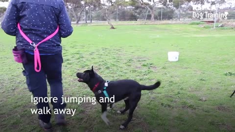 2 easy steps to prevent your dog jumping up