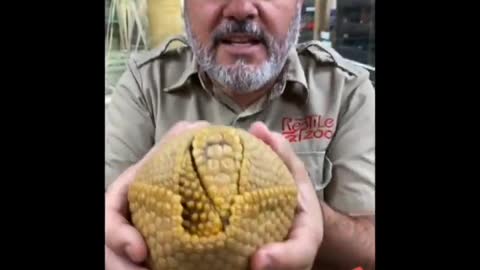 The Brazilian Armadillo