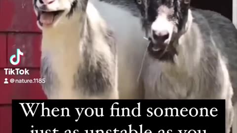 Funny Goat