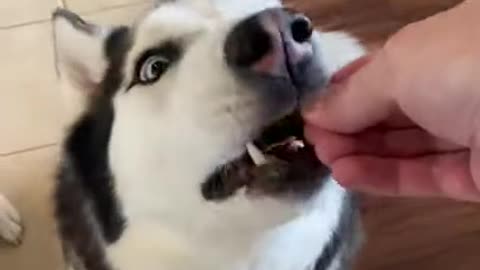 Siberian Husky TRICKED By INVISIBLE WALL PRANK!