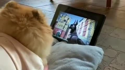 Cute Little dog gets angry when owner disturbing him while watching TV