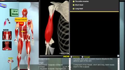 Biceps Brachii Muscle // Build Proportioned Biceps - Anatomy & Kinesiology