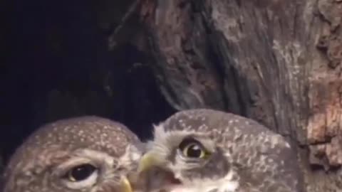 THW OWL COUPLES