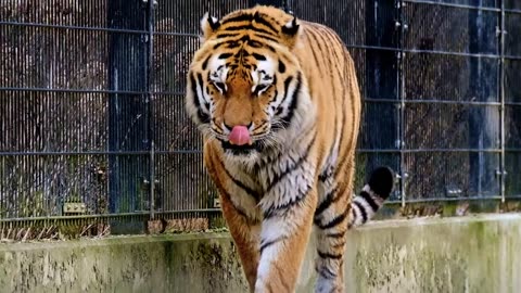 Tiger Slow-Motion Video