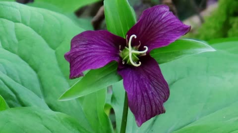 Western Trillium-Late Spring