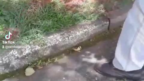 Como capturar aranha que entrou em casa e devolver à Natureza