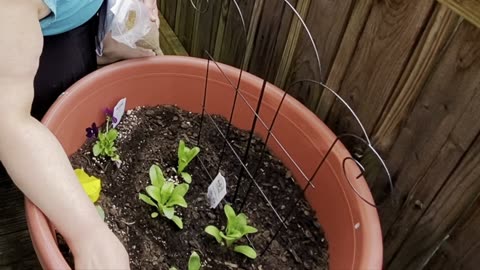 PUTTING IN MY PORCH/PATIO GARDEN