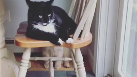 Puppy totally hypnotized by cat’s swinging tail