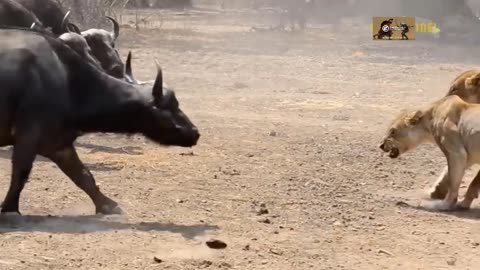 Shocking Moments When Painful Lions Are Attacked And Tortured By Africa