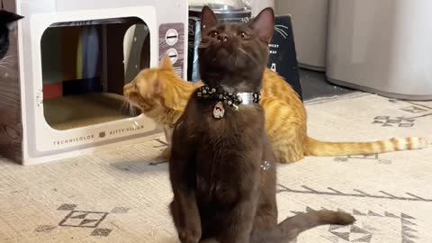 Mole the Cat Playing with Catnip Bubbles