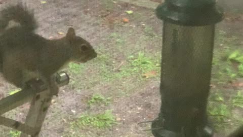 Squirrel Defeats Squirrel Proof Birdfeeder