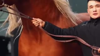 Beautiful Horse