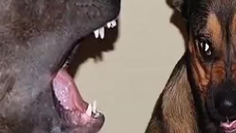 Only DOGS can make us SUPER HAPPY and LAUGH- FUNNY DOG VIDEO