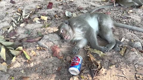 Funny Monkeys Get Drunk and Become Confused