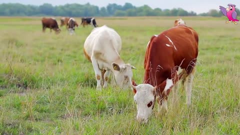 COW VIDEO 🐮🐄 COWS MOOING AND GRAZING IN A FIELD 🐄🐮