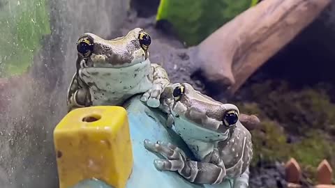 A poisonous frog that is too used to people is too cute