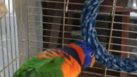 A parrot speaks all languages ​​and dances something beautiful