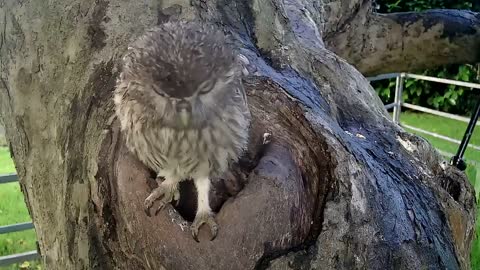 Little Owl nest site.