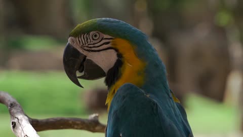 Blue and Gold Macaw beautiful bird.