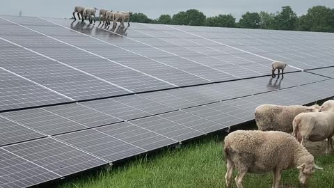 Lambs Scale Solar Panels