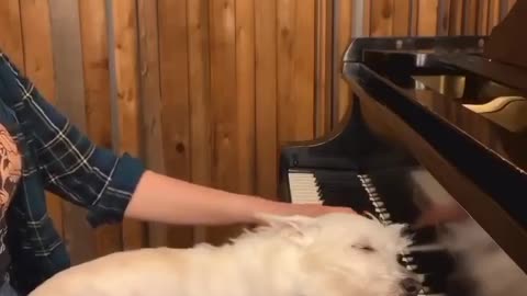 piano dog with piano sunte hue piano sunte hue do