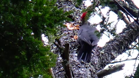 Pileated Woodpecker