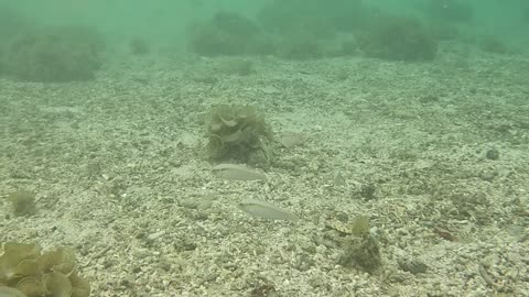 Snorkeling Adventures Philippines. Shallow water just near the shore but so many fish here