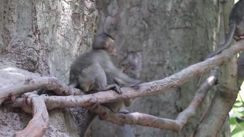 baby monkey playing around the big tree #monkey #baby #cute