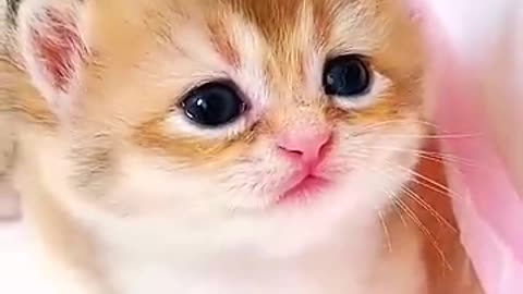 cute little kitten