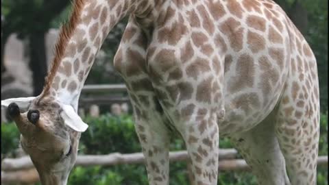 Giraffe heads down to eat grass to # giraffe