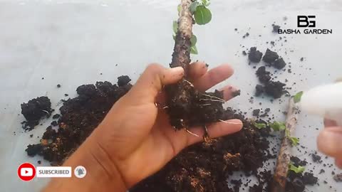 guava plant growing||guava plant growing in telugu #basha garden