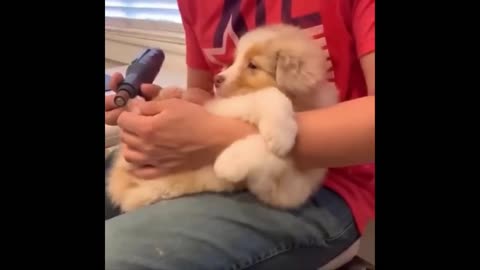 Tiny Toes, Big Smiles: Puppy's Nail Trim Adventure