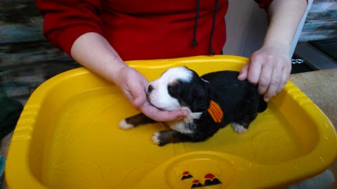 Puppy's first time in water is a cuteness overload