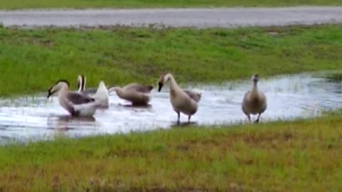 African Geese playing in water