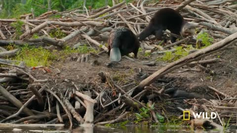 Beaver dad confronts a male otter| Voyageurs | America's National Parks