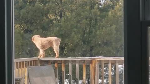 Poodle Dog Thinks He's a Cat