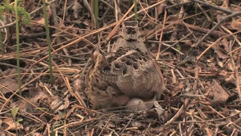 BIRDS LAY EGGS WHILE DANCING