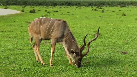 Deer in the Meadow