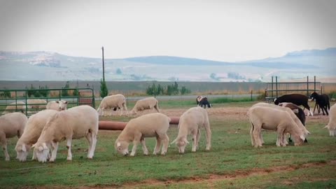 Goats eating grass