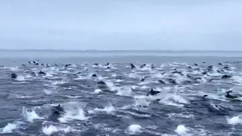 'Megapod' of Dolphines spotted off the coast of California