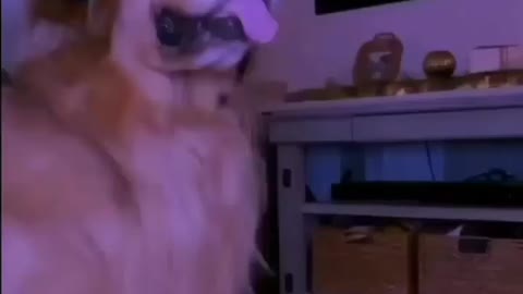 Dj doggy. Cute video must watch 🤩