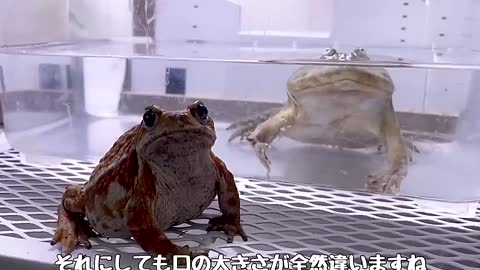 [Encounter with the Unknown] Two kinds of frogs meet each other and it's too cute!