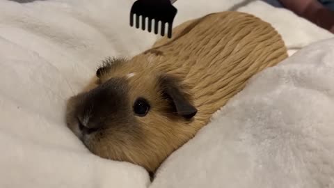 Guinea Pig Getting Cozy Enjoying the Back Scratcher