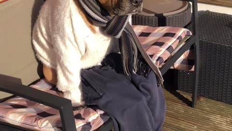 Adorable Dressed Up Dog on a Bench