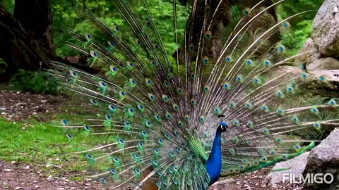 Peacock Wonderful Dance