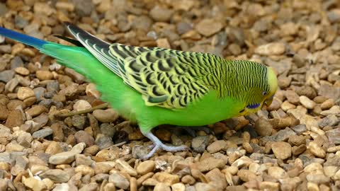 Budgerigar Bird and nice