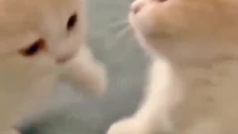 Small cats cute fight