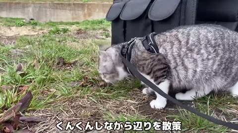 A cat walked in the park for the first time#KittyCuteness#CatsInBoxes#Caturday#PawsAndPlay#catantics